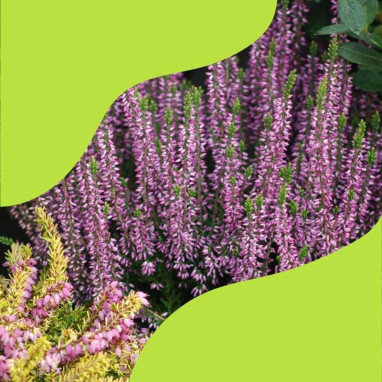 Assortiment Bruyères d'été