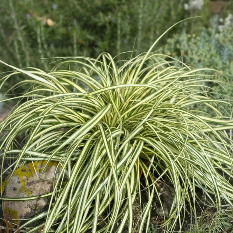 Assortiment Carex