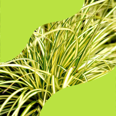 Assortiment Carex