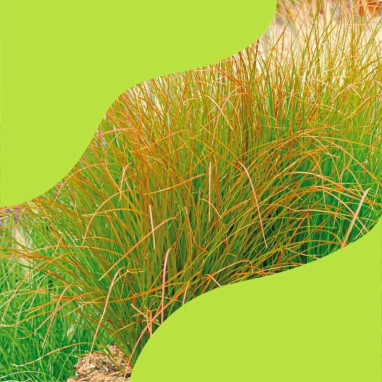 Assortiment graminées