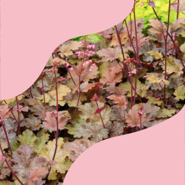 Assortiments Heuchères