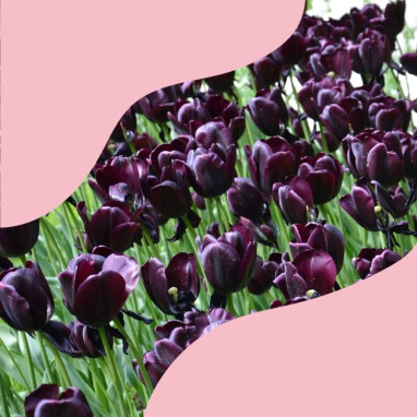 Assortiment printanier fleurs noires