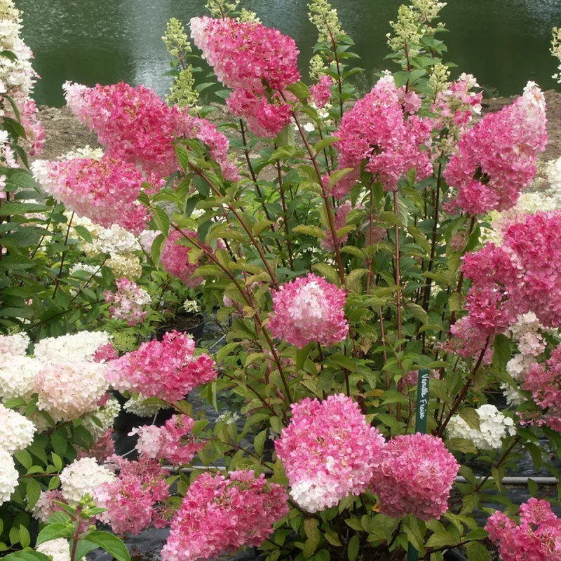 Assortiment Hortensias paniculés