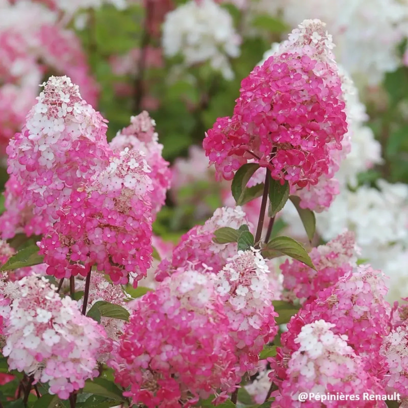 Assortiment Hortensias paniculés