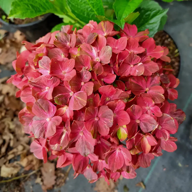 Assortiments Hortensias Ever Belles®
