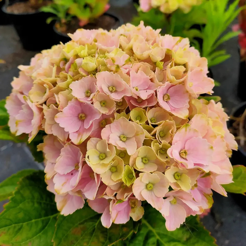 Assortiments Hortensias Ever Belles®