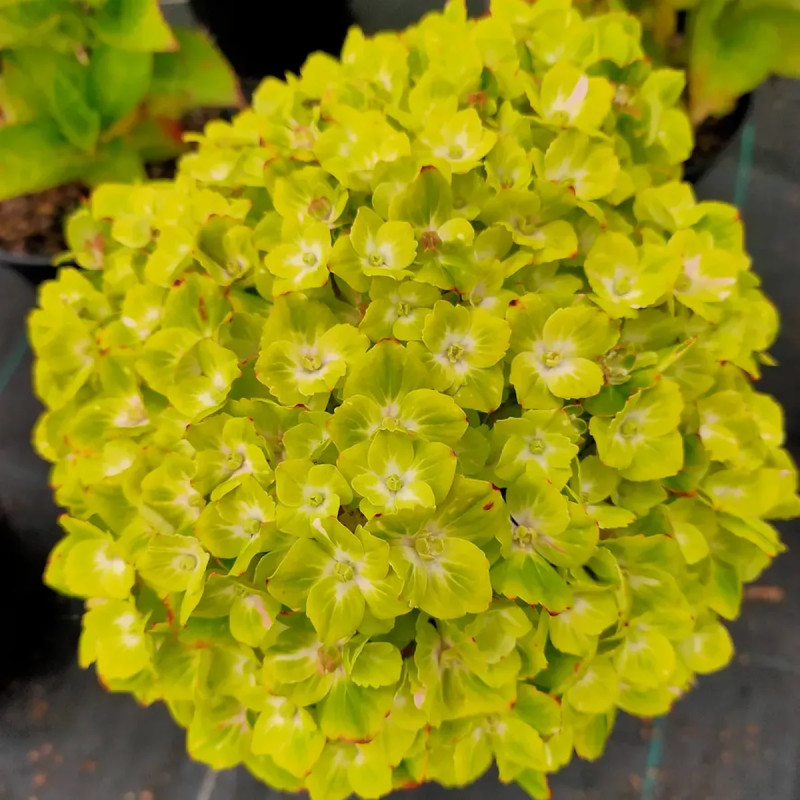 Assortiments Hortensias Ever Belles®