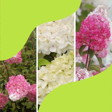 Assortiment Hortensias paniculés