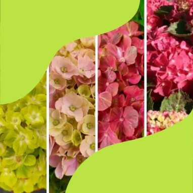 Assortiments Hortensias Ever Belles®