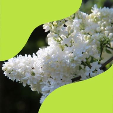 Assortiments Lilas doubles