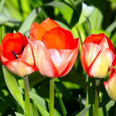 Tulipe Darwin Hybride 'Big Chief' - Tulipa | Achat producteur