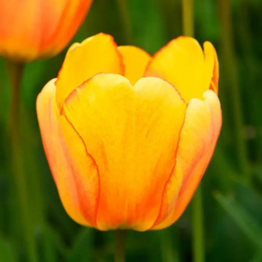Tulipe Darwin Hybride 'Blushing Apeldoorn' | Achat producteur