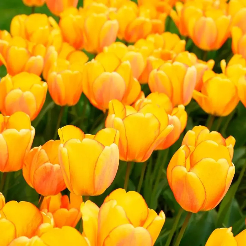 Tulipe Darwin Hybride 'Blushing Apeldoorn' | Achat producteur