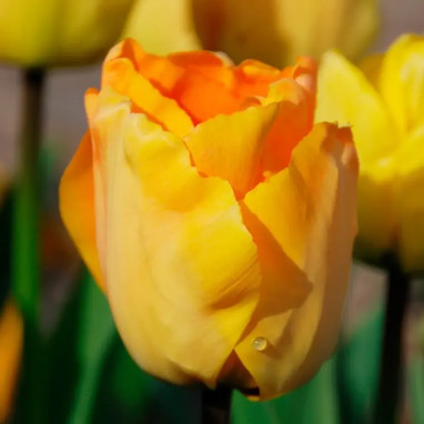 Tulipe Darwin Hybride 'Daydream' - Tulipa | Achat direct au producteur