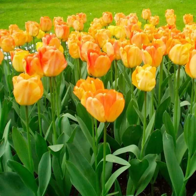 Tulipe Darwin Hybride 'Daydream' - Tulipa | Achat direct au producteur
