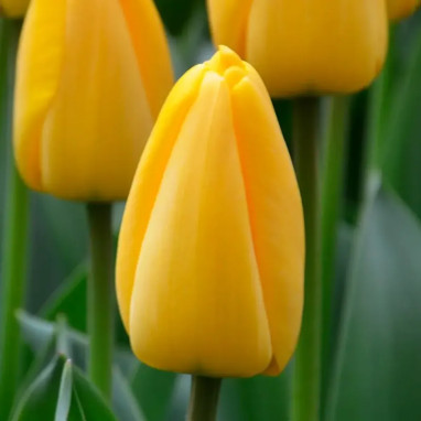 Tulipe Darwin Hybride 'Golden Apeldoorn' - Tulipa | Achat producteur