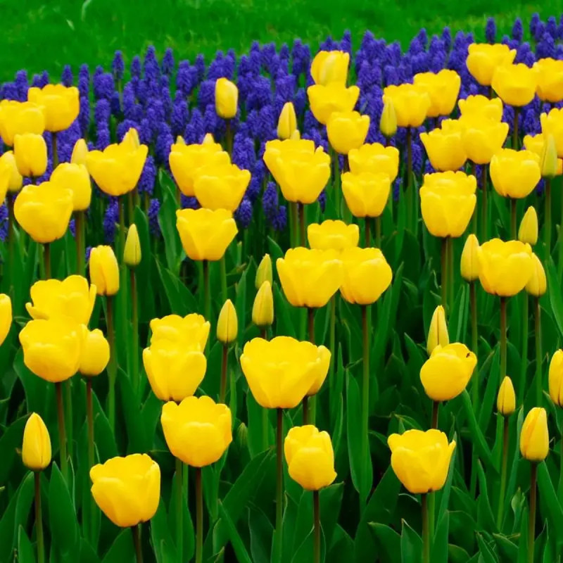 Tulipe Darwin Hybride 'Golden Apeldoorn' - Tulipa | Achat producteur
