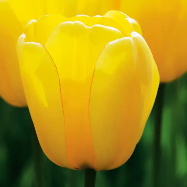 Tulipe Darwin Hybride Golden Parade - Tulipa | Achat direct producteur
