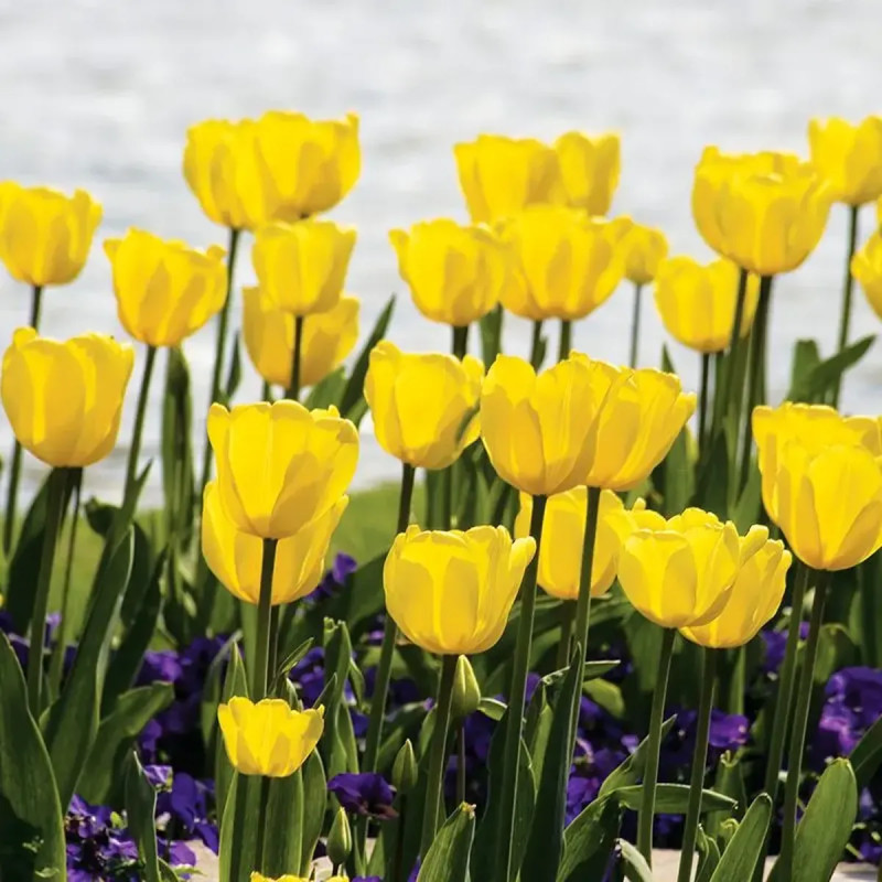 Tulipe Darwin Hybride Golden Parade - Tulipa | Achat direct producteur