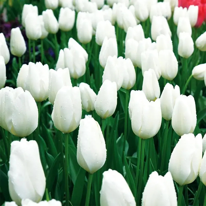 Tulipe Darwin Hybride Hakuun - Tulipa | Achat direct au producteur