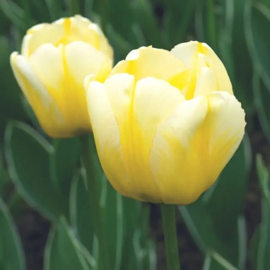 Tulipe Darwin Hybride 'Jaap Groot' - Tulipa | Achat producteur
