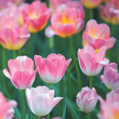 Tulipe Darwin Hybride Kunyun - Tulipa | Achat direct au producteur
