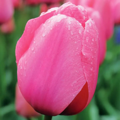 Tulipe Darwin Hybride 'Pink Impression' - Tulipa | Achat producteur
