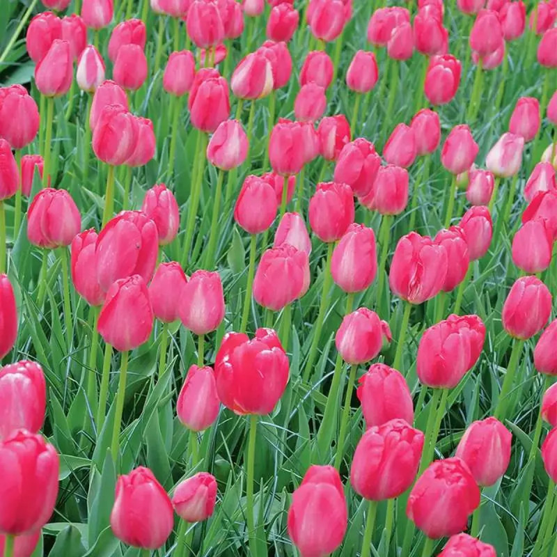 Tulipe Darwin Hybride 'Pink Impression' - Tulipa | Achat producteur