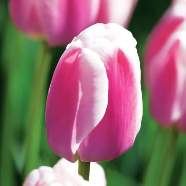 Tulipe Darwin Hybride 'Ollioules' - Tulipa | Achat producteur