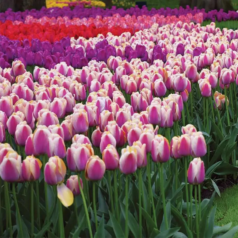 Tulipe Darwin Hybride 'Ollioules' - Tulipa | Achat producteur