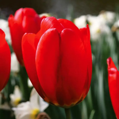 Tulipe Darwin Hybride 'Parade' - Tulipa | Achat direct au producteur