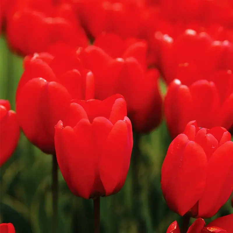 Tulipe Darwin Hybride 'Parade' - Tulipa | Achat direct au producteur