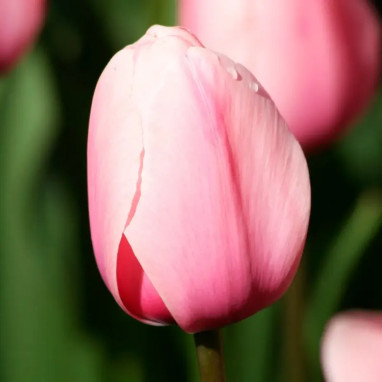 Tulipe Darwin Hybride 'Salmon Impression' | Achat producteur