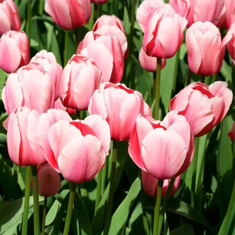Tulipe Darwin Hybride 'Salmon Impression' | Achat producteur