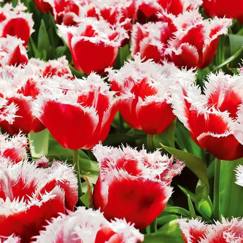 Tulipe Dentelle 'Canasta' - Tulipa | Achat direct au producteur