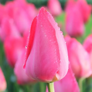 Tulipe Darwin Hybride 'Van Eijk' - Tulipa | Achat direct au producteur