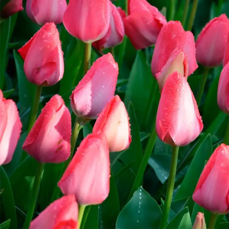 Tulipe Darwin Hybride 'Van Eijk' - Tulipa | Achat direct au producteur