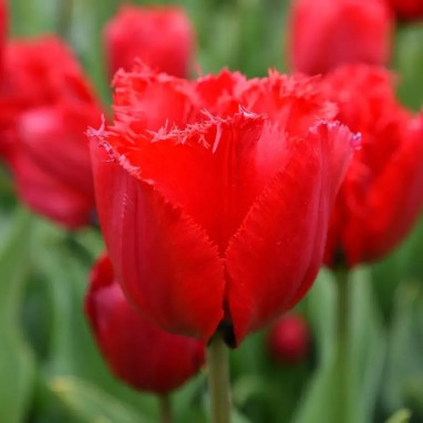 Tulipe Dentelle 'Crystal Beauty' - Tulipa | Achat direct au producteur