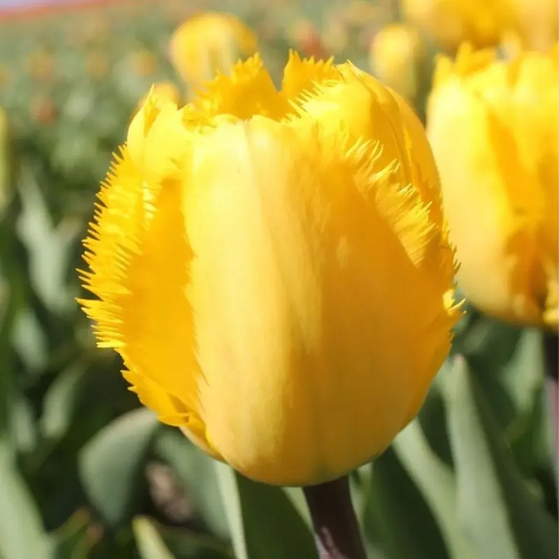 Tulipe Dentelle 'Crystal Star' - Tulipa | Achat direct au producteur
