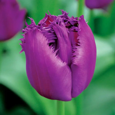 Tulipe Dentelle 'Curly Sue' - Tulipa | Achat direct au producteur