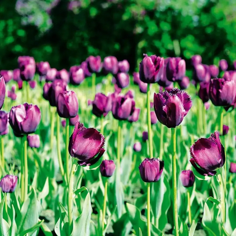 Tulipe Dentelle 'Curly Sue' - Tulipa | Achat direct au producteur