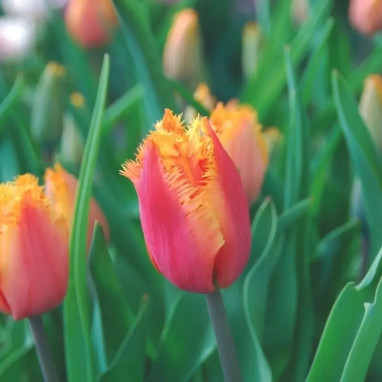 Tulipe dentelle 'Lambada' - Tulipa | Achat direct au producteur