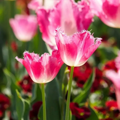 Tulipe Dentelle 'Joy of Spring' - Tulipa | Achat direct au producteur