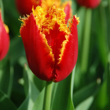Tulipe Dentelle Fabio - Tulipa | Achat direct au producteur