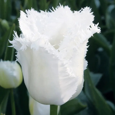 Tulipe Dentelle 'Honeymoon' - Tulipa | Achat direct au producteur