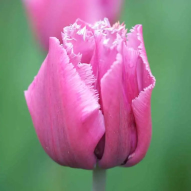 Tulipe Dentelle 'Louvre' - Tulipa | Achat direct au producteur