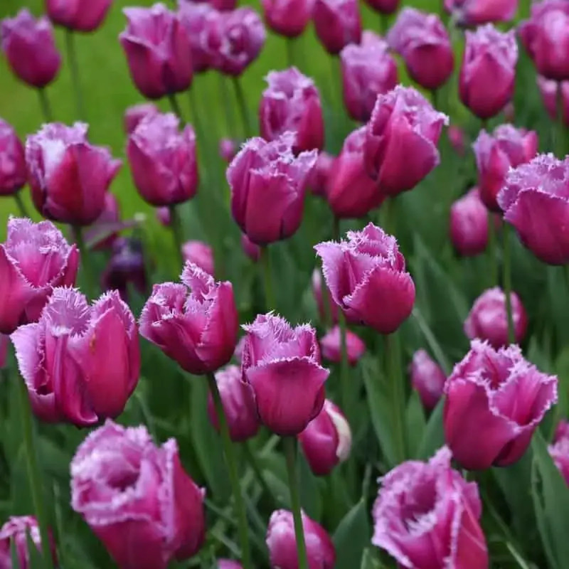Tulipe Dentelle 'Louvre' - Tulipa | Achat direct au producteur