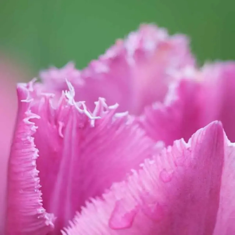 Tulipe Dentelle 'Louvre' - Tulipa | Achat direct au producteur