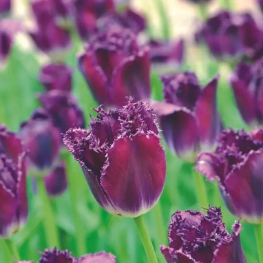 Tulipe Dentelle 'Purple Crystal' - Tulipa | Achat direct au producteur