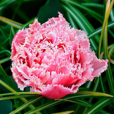 Tulipe Dentelle 'Queensland' - Tulipa | Achat direct au producteur